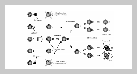 Immune Based Hybrid Evolutionary Algorithm for Pareto Engineering Optimization