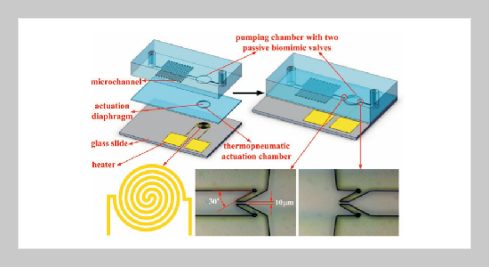 Biomimic PDMS Valve Applied in Thermopneumatic Micropump