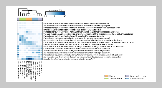 Biochar-Amended Chicken Manure, Vermicompost, and Wastewater Sludge on Hemp Growth, Heavy Metal Accumulation, and Rhizo-Microbial Communities