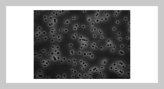 Effect of Pore Morphology on Fluid Flow through Track-Etched Polycarbonate Membrane